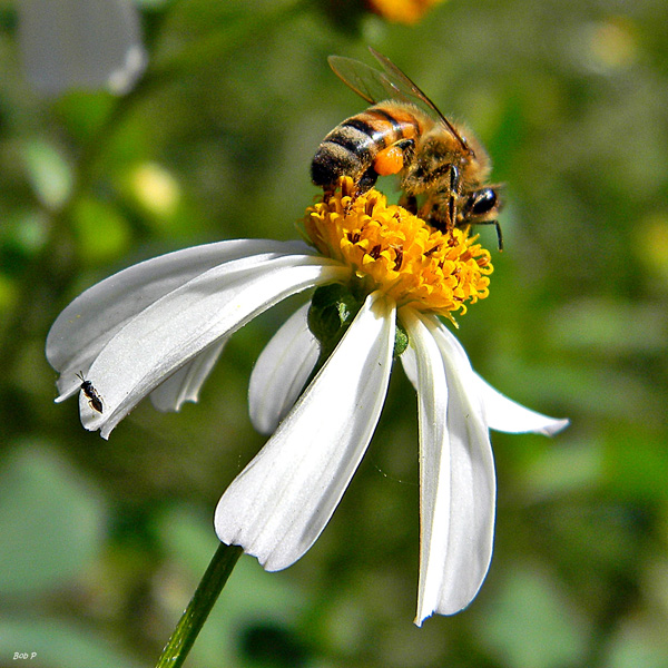 Why the Bees Are Disappearing—and What It Means for the and Humanity
