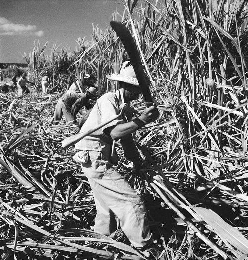 A harvester hacks at sugar cane with his machete in Puerto Rico, June 1948