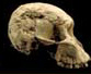 hominid skull