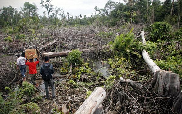Indonesia-deforestation-2011-AP111127121460-600px.jpg